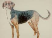 Une chienne marron-noir-blanc, pose sur un fond blanc.
