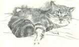 Pierre noire, fusain, mine de graphite pour le dessin d'un jeune chat endormi. 
